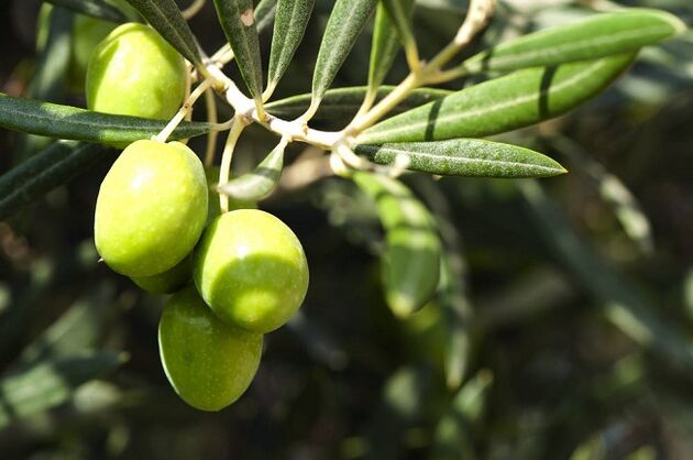 Beneficios de comer aceitunas en la dieta cetogénica